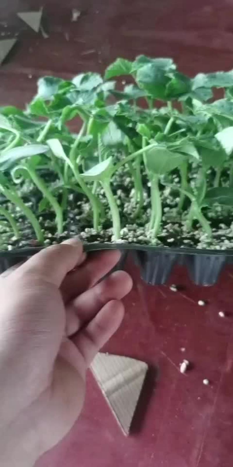 直杆荷兰小黄瓜苗