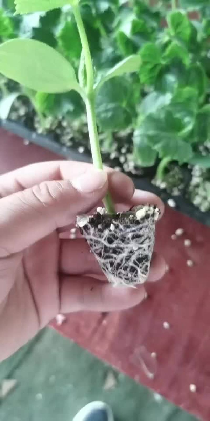 直杆荷兰小黄瓜苗