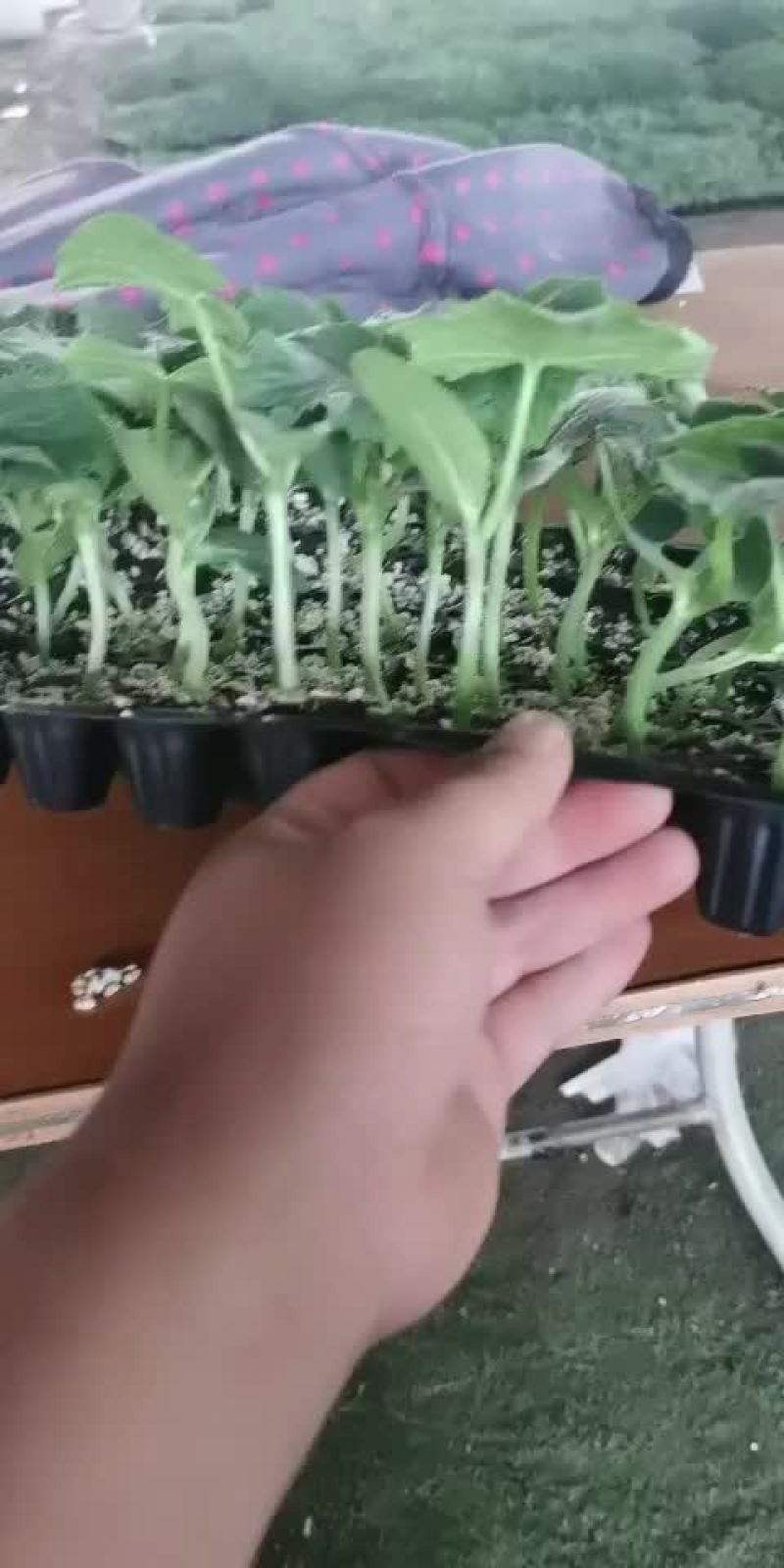 直杆荷兰小黄瓜苗