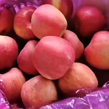 纯正的青龙山区红富士苹果