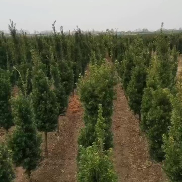 红豆杉基地