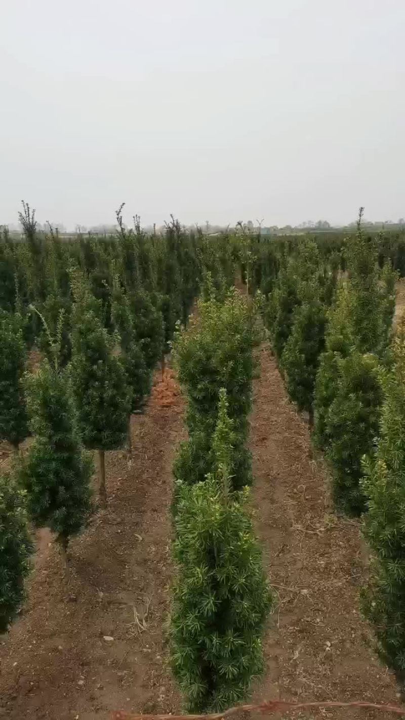 红豆杉基地