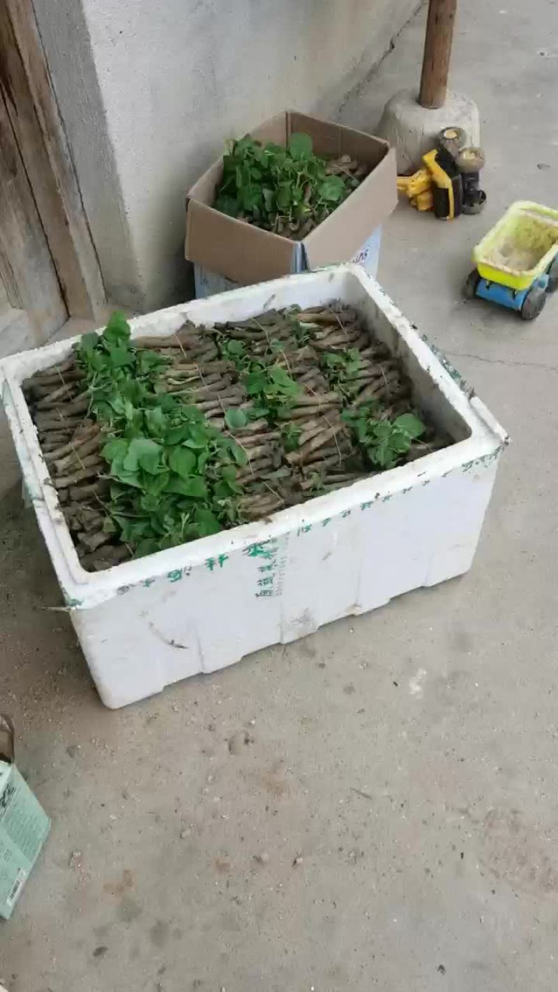 葛根苗