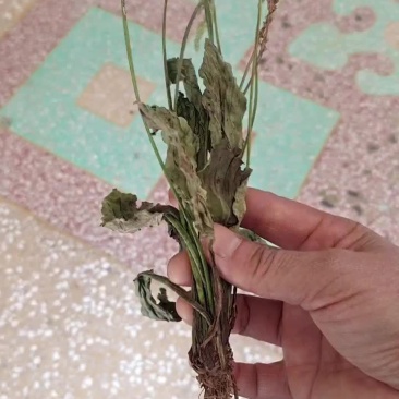 车前草