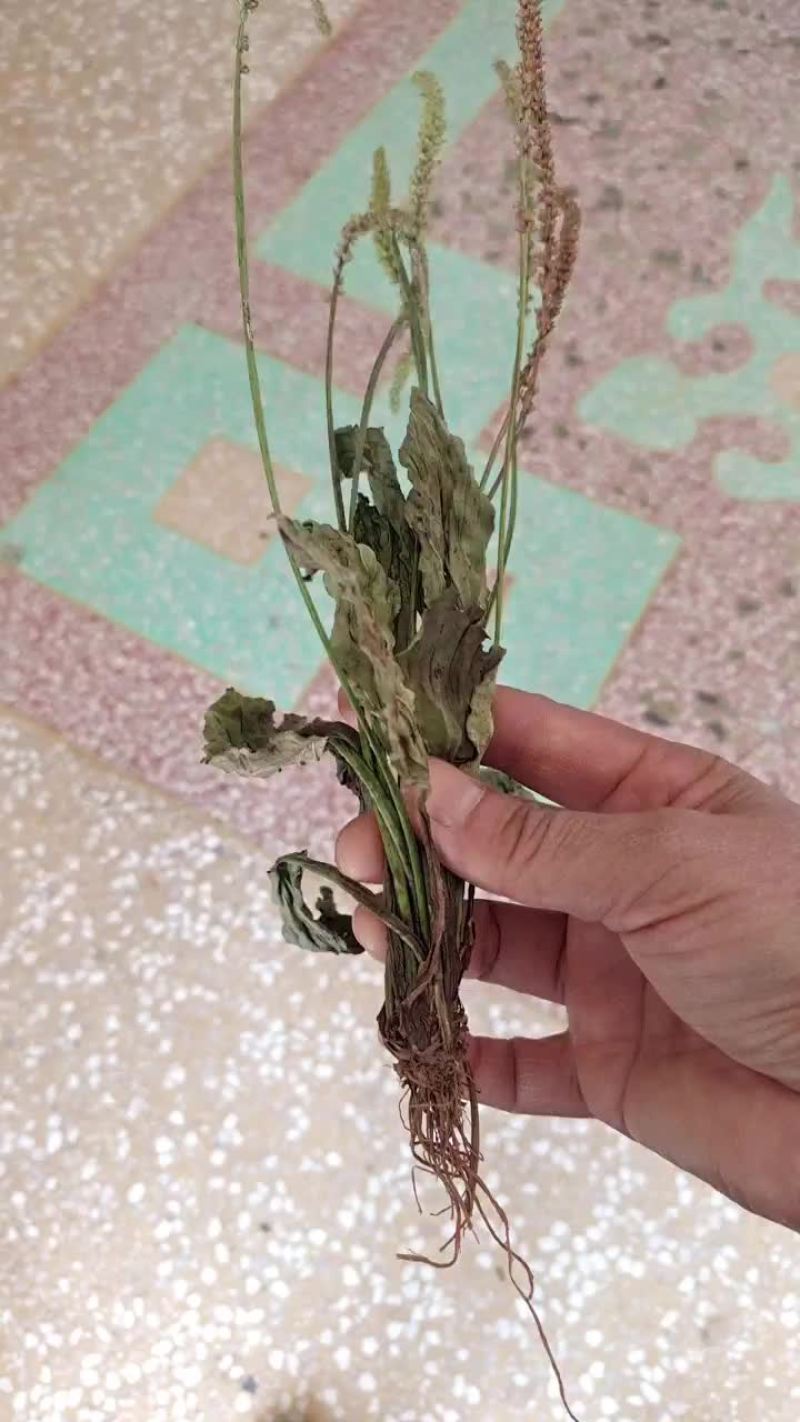车前草