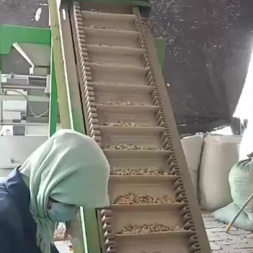 芦根色选，大小分选！！！