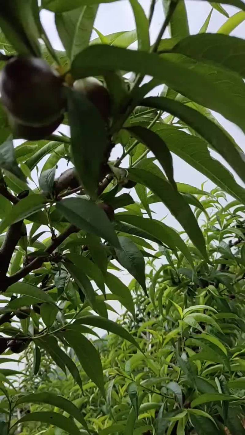露天油桃五月二十号左右成熟