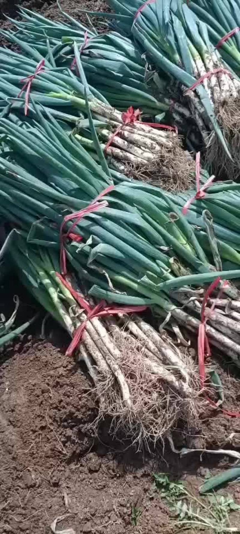 安丘精品晚抽