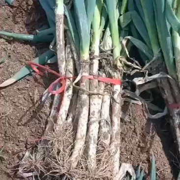 安丘精品晚抽