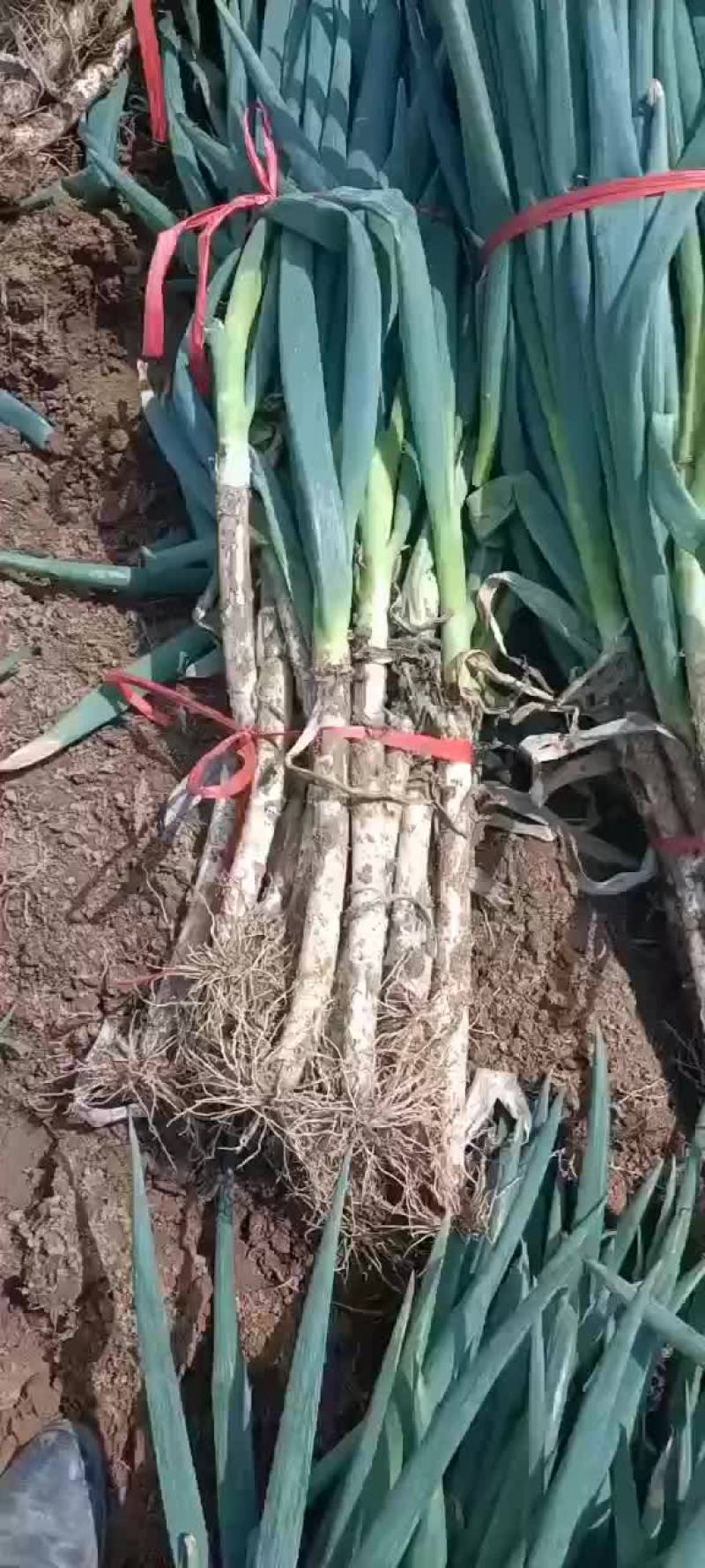 安丘精品晚抽