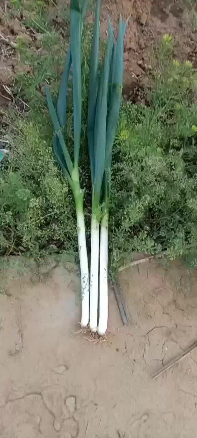 安丘精品晚抽
