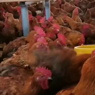 6斤左右良凤花欢迎选购