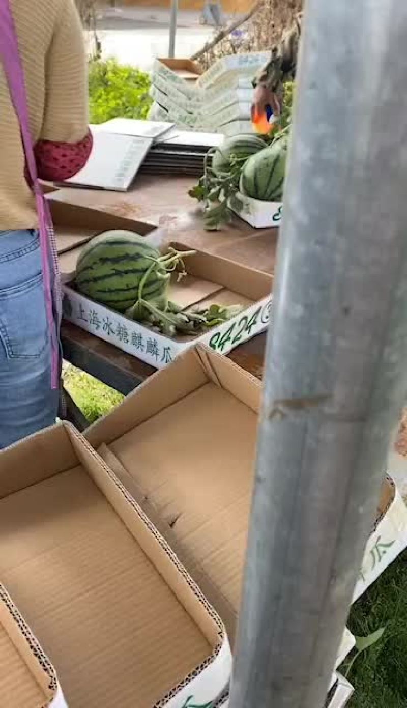 河南西瓜代办代发，开封西瓜批发市场，美都西瓜产地代办