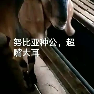 努比亚种公羊