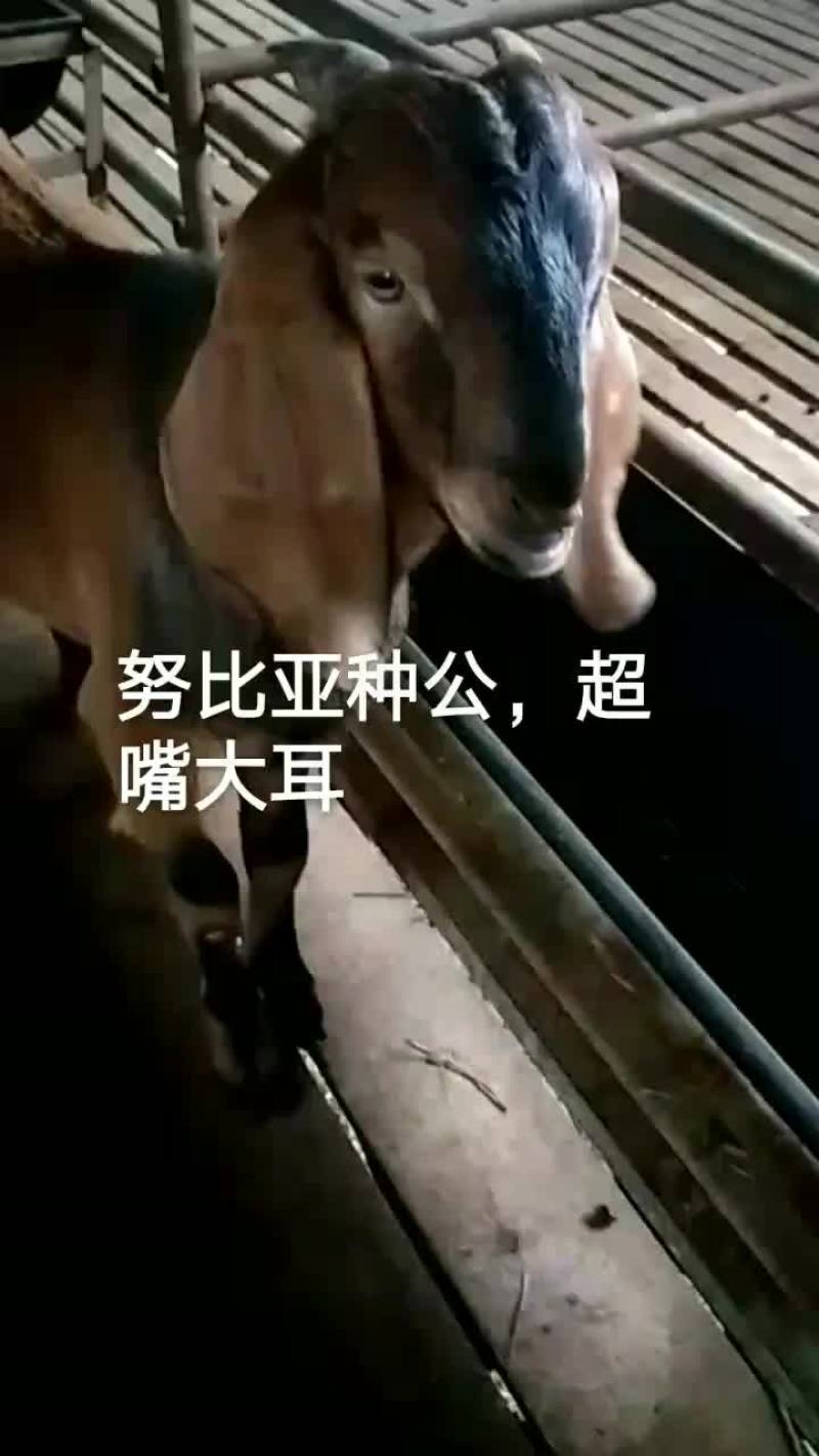 努比亚种公羊