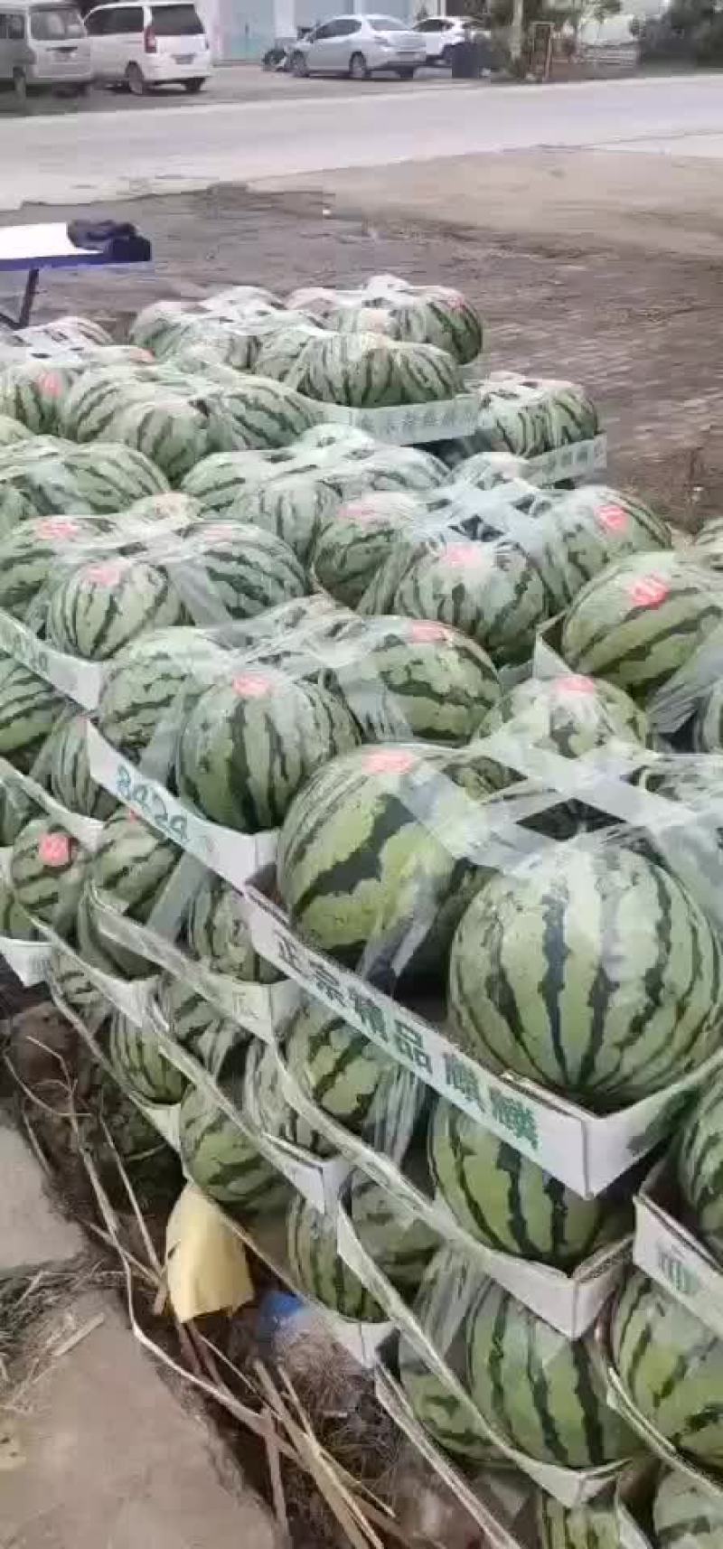山东菏泽8424西瓜大量上市