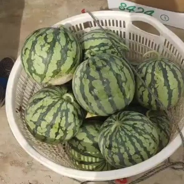 东台八四二四最生的八成以上