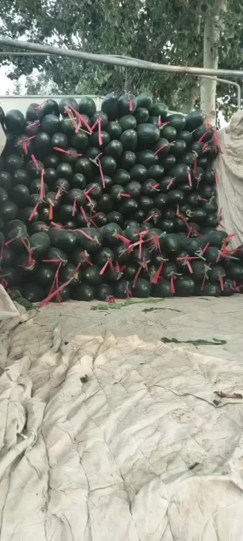 黑皮冬瓜