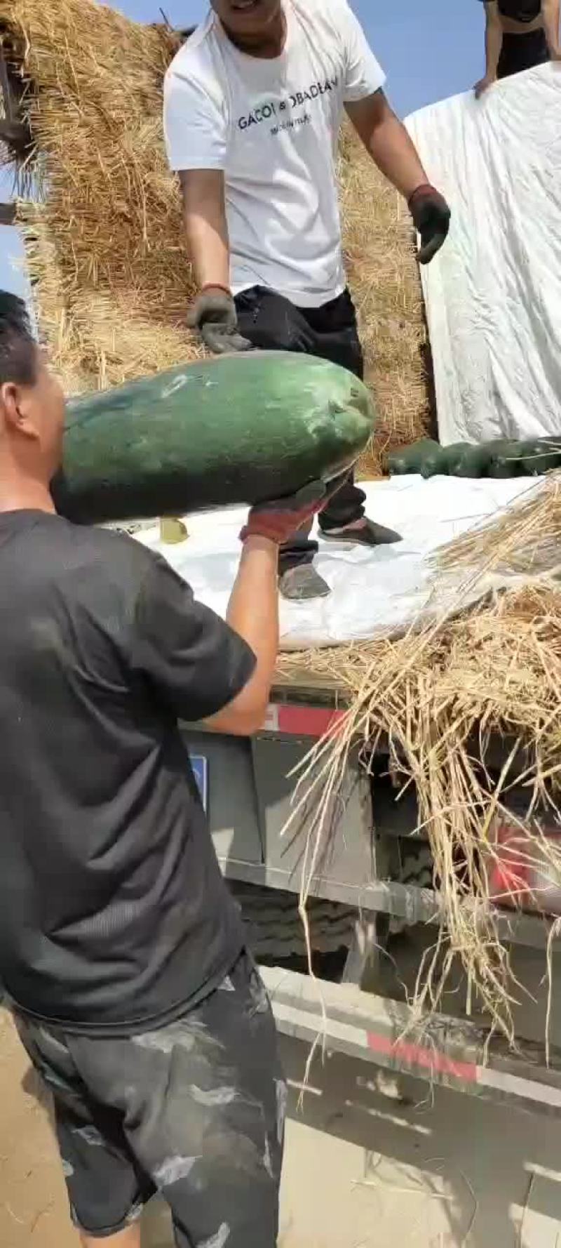 黑皮冬瓜