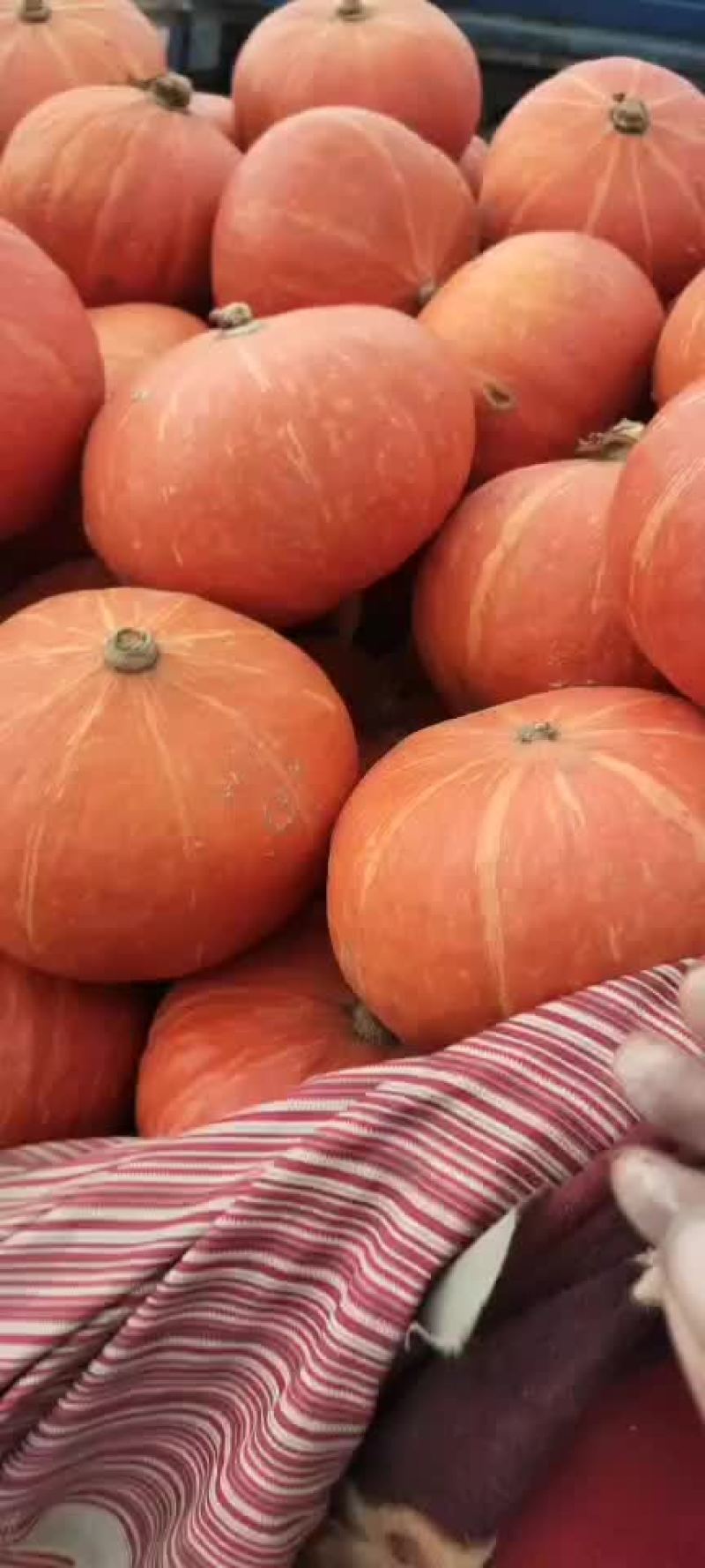 冬瓜