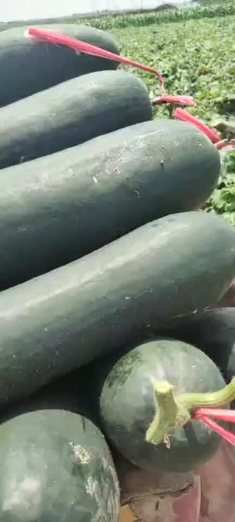 冬瓜