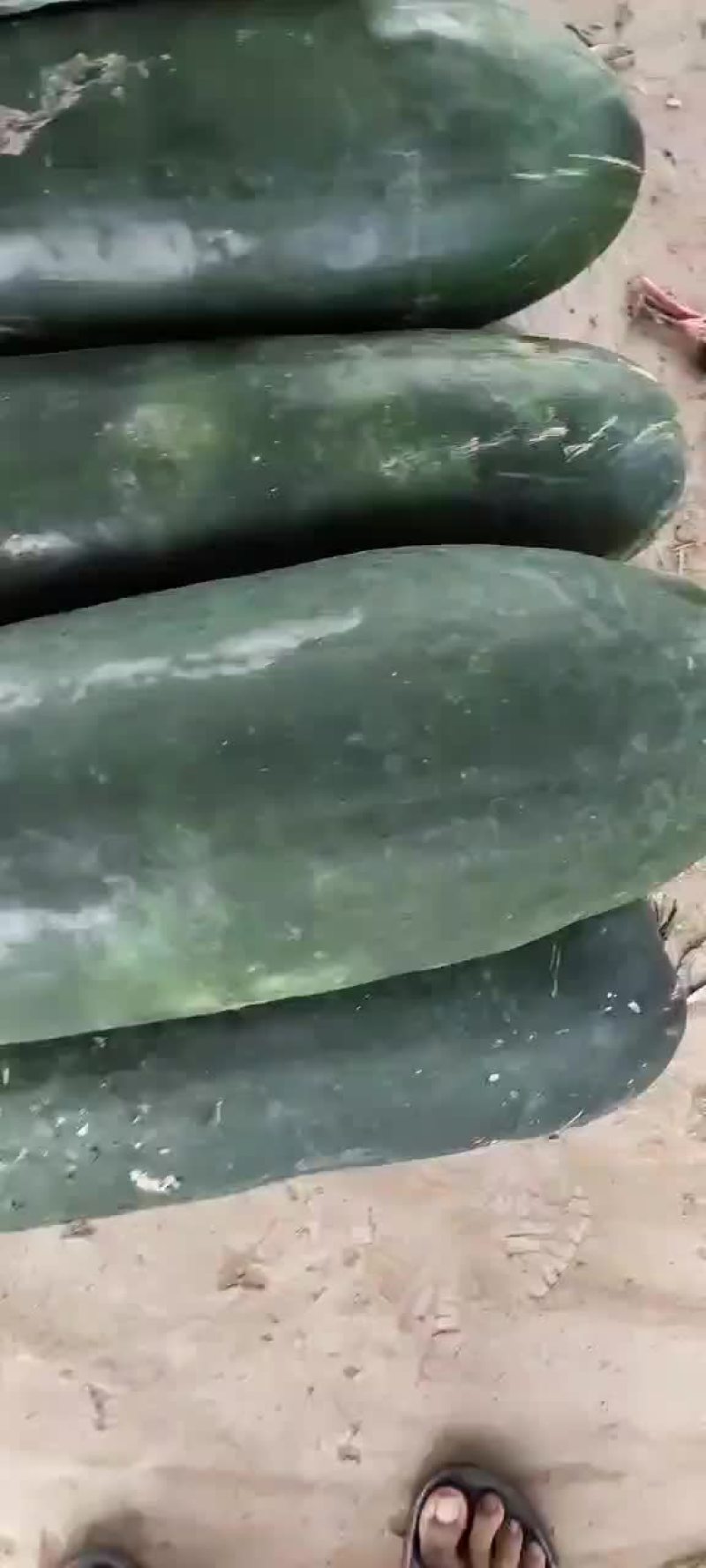 冬瓜