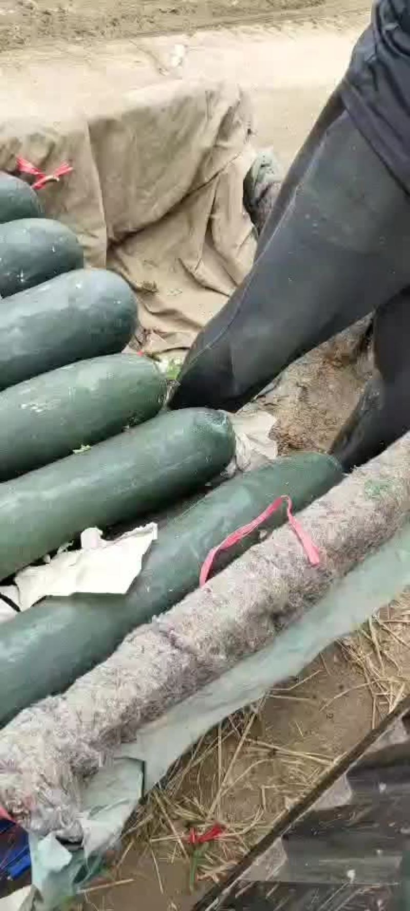 冬瓜