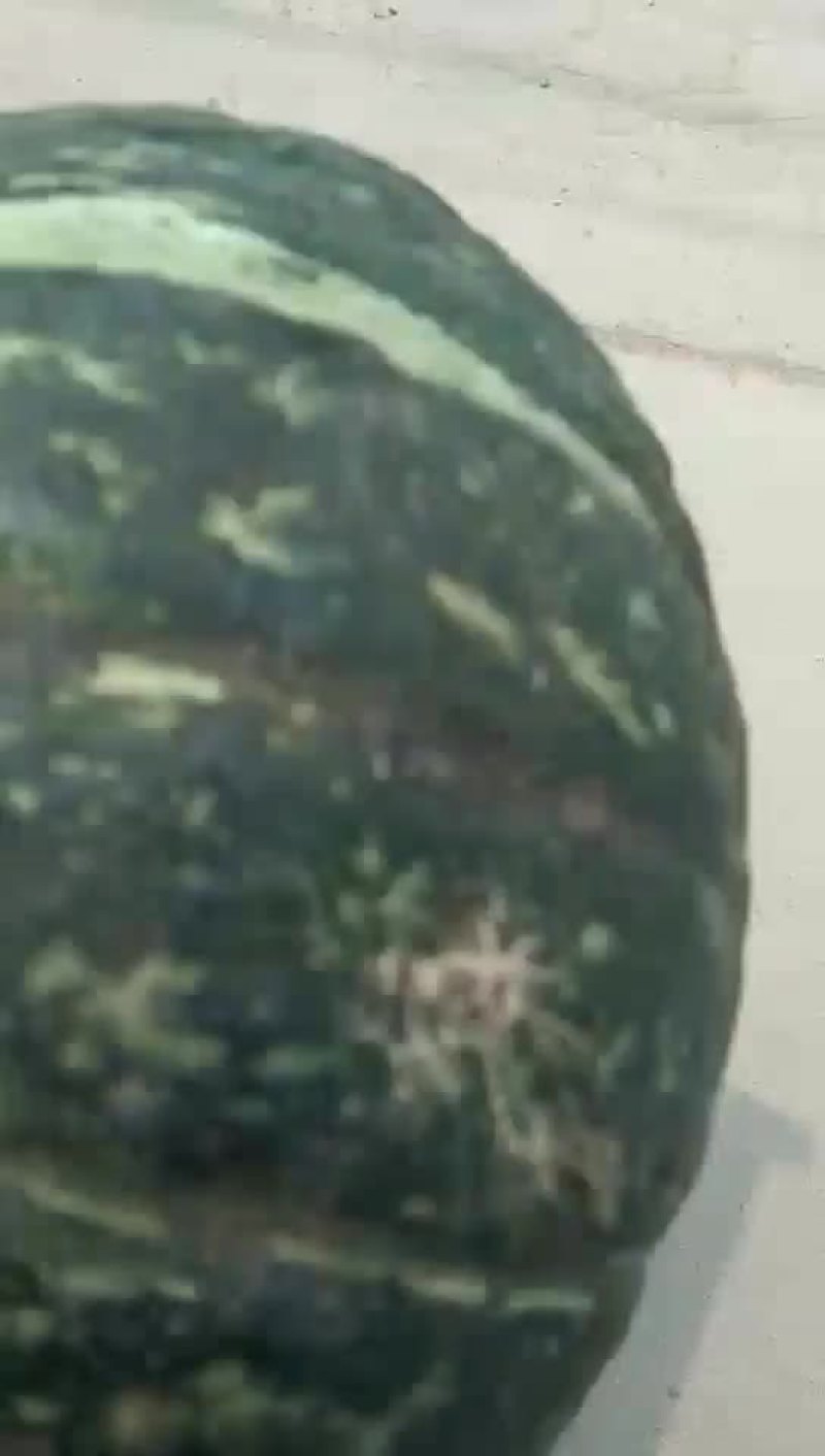 南瓜