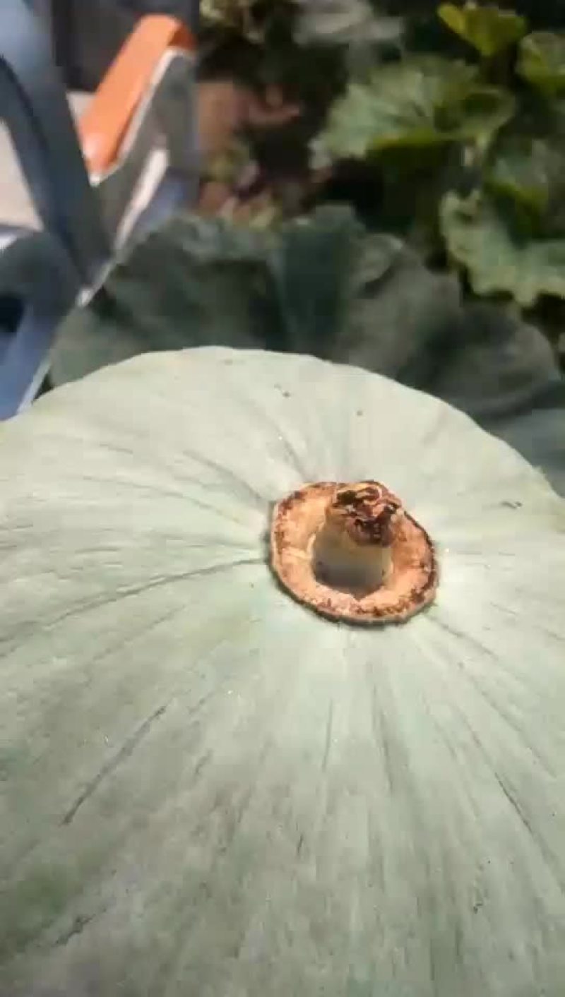 南瓜