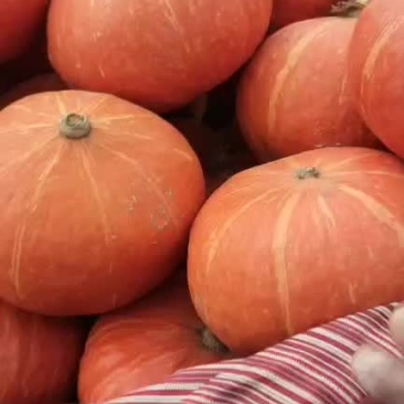 南瓜