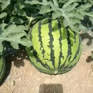 河南8424大量出售中