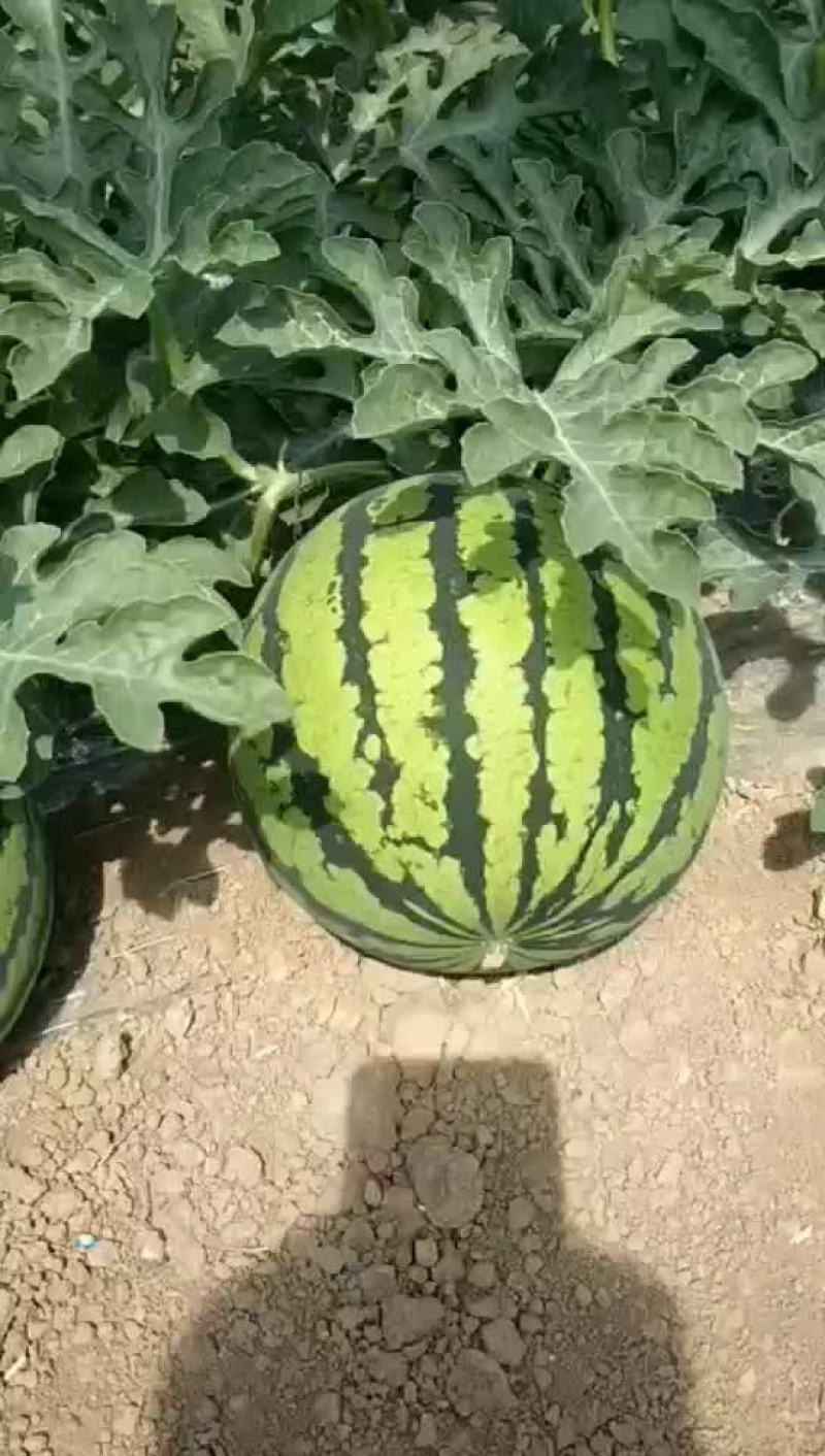 河南8424大量出售中