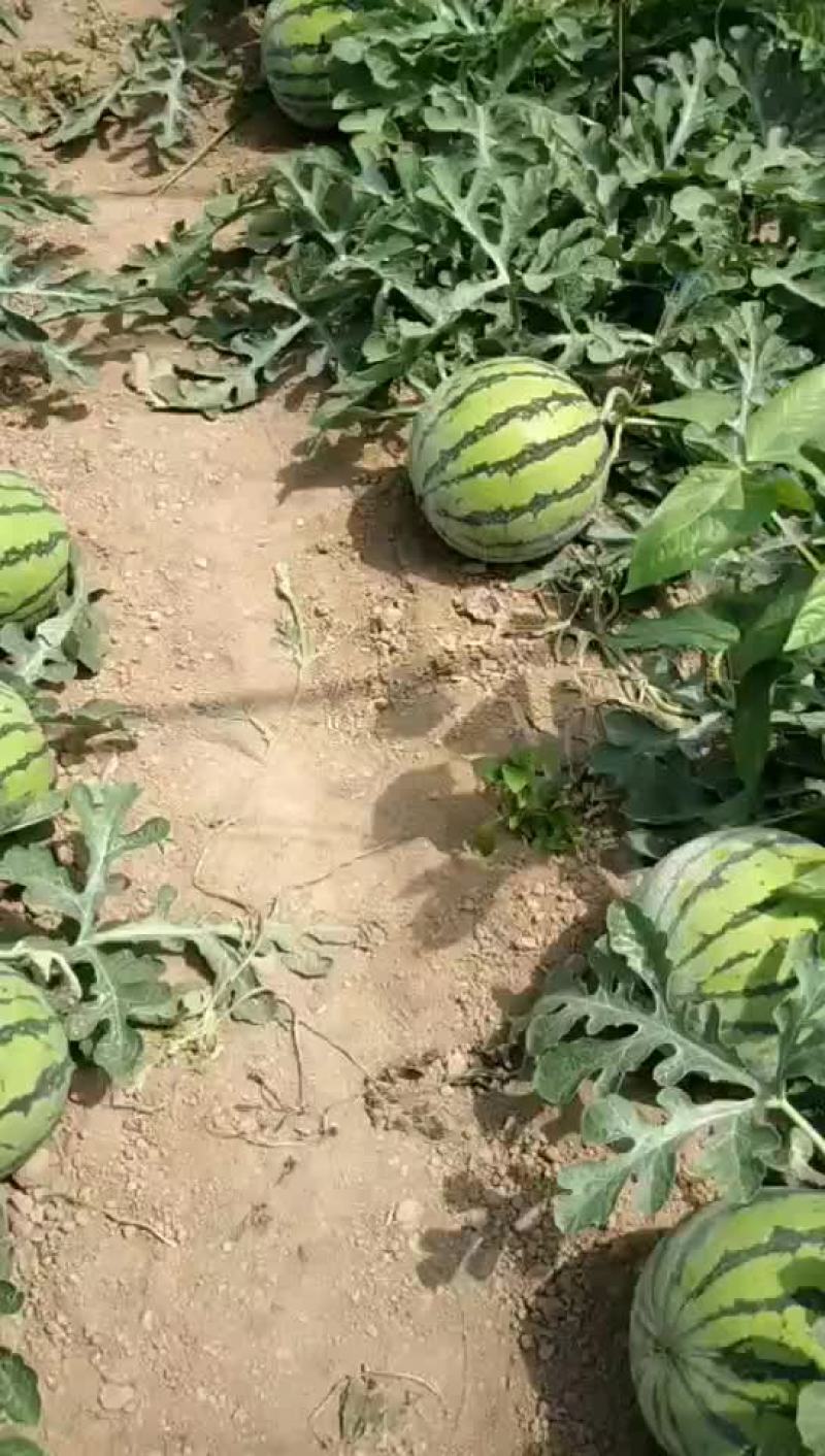 河南8424大量出售中