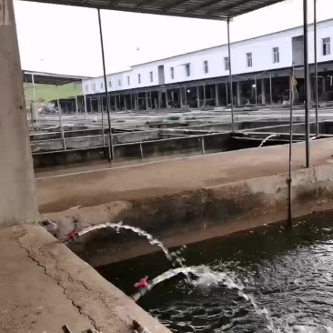 水产繁殖基地，黄冈市黄州区陶店乡幸福村。