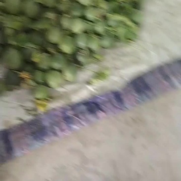 甜瓜费县甜瓜基地种植产地直发对接市场各大档口