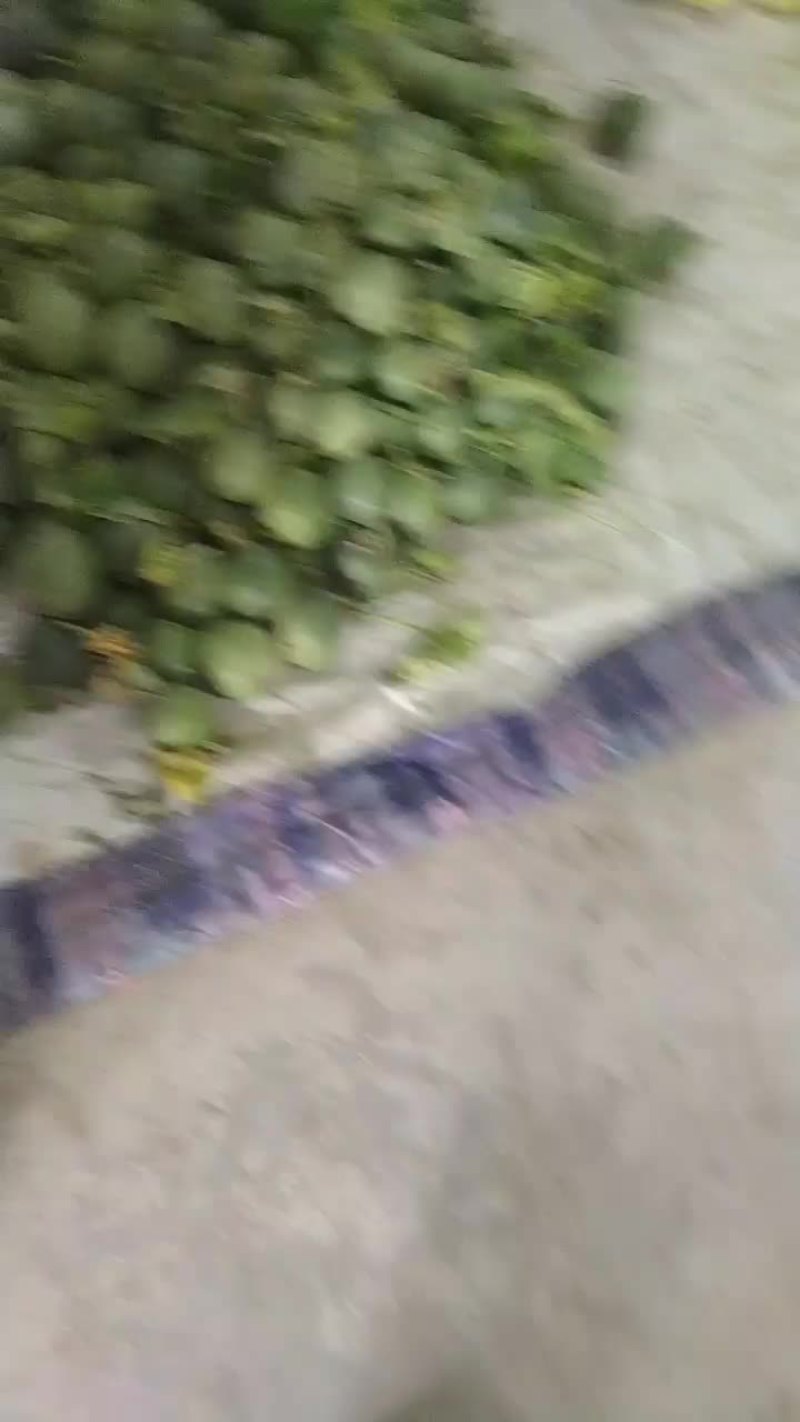 甜瓜费县甜瓜基地种植产地直发对接市场各大档口