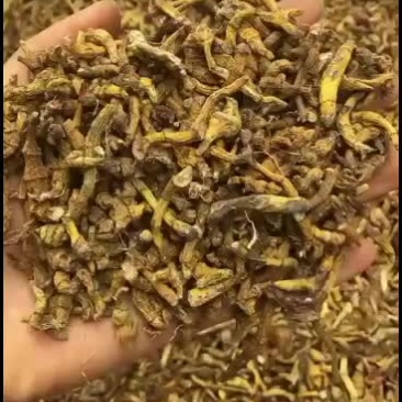 虎牙石斛