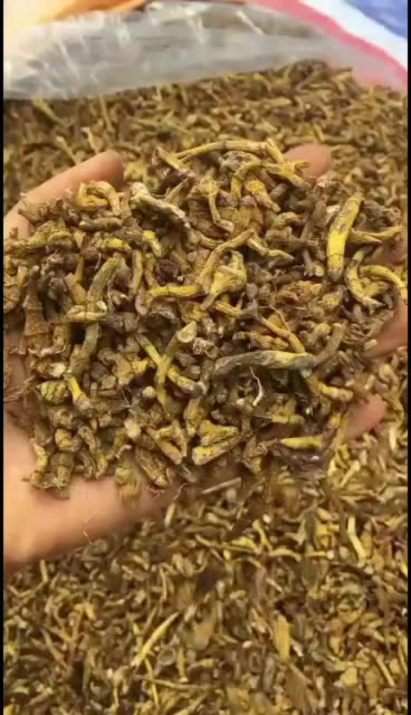 虎牙石斛