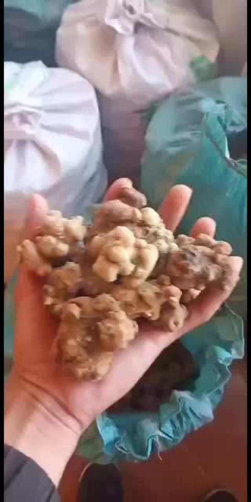 珠子参