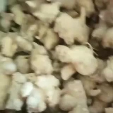 珠子参
