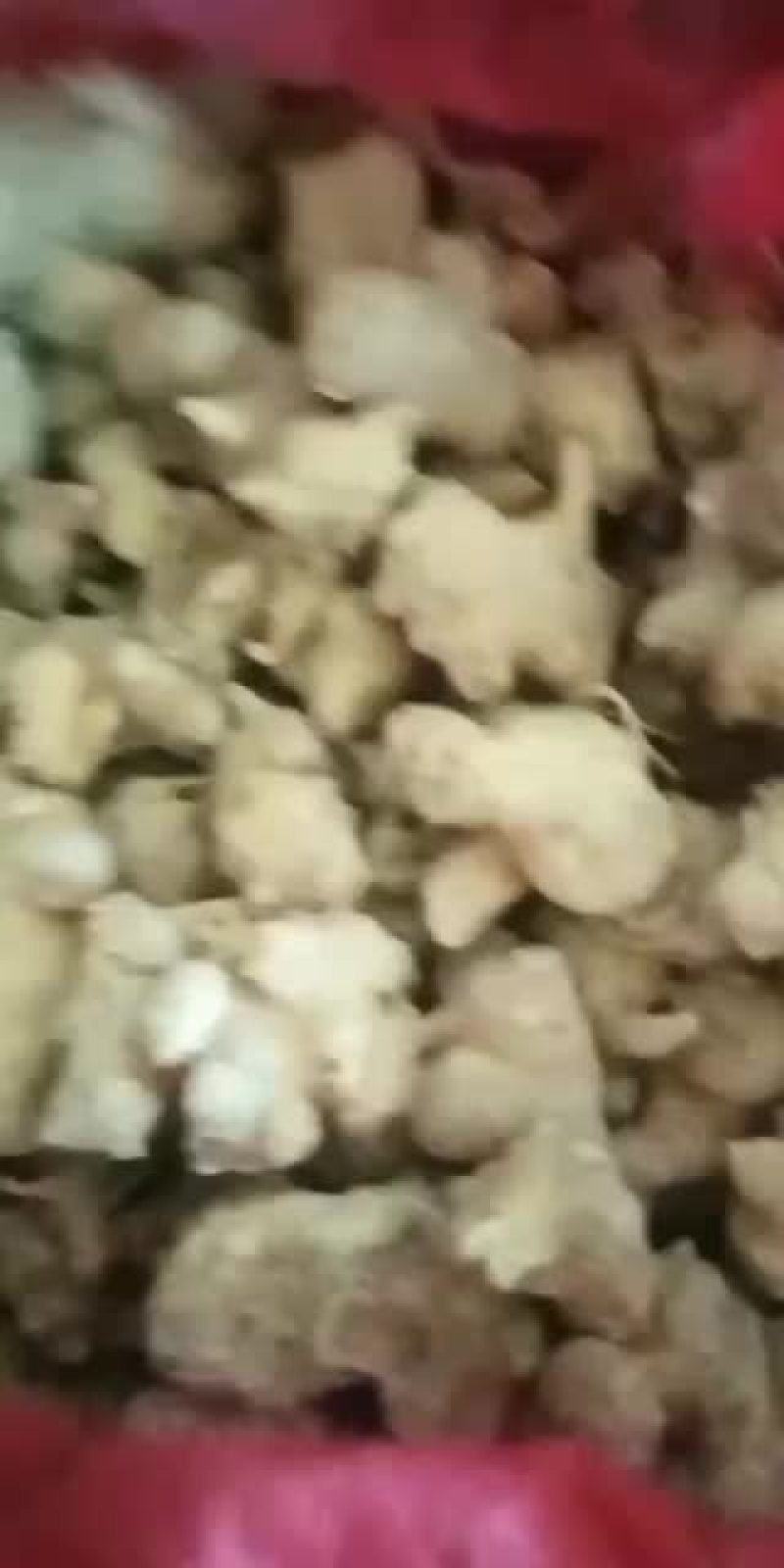 珠子参