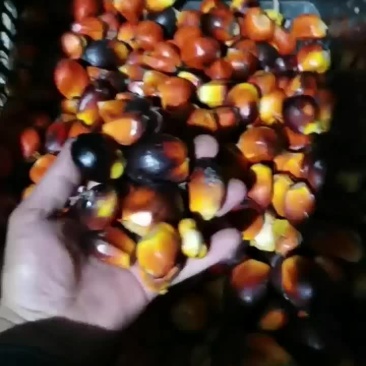 泰国油棕