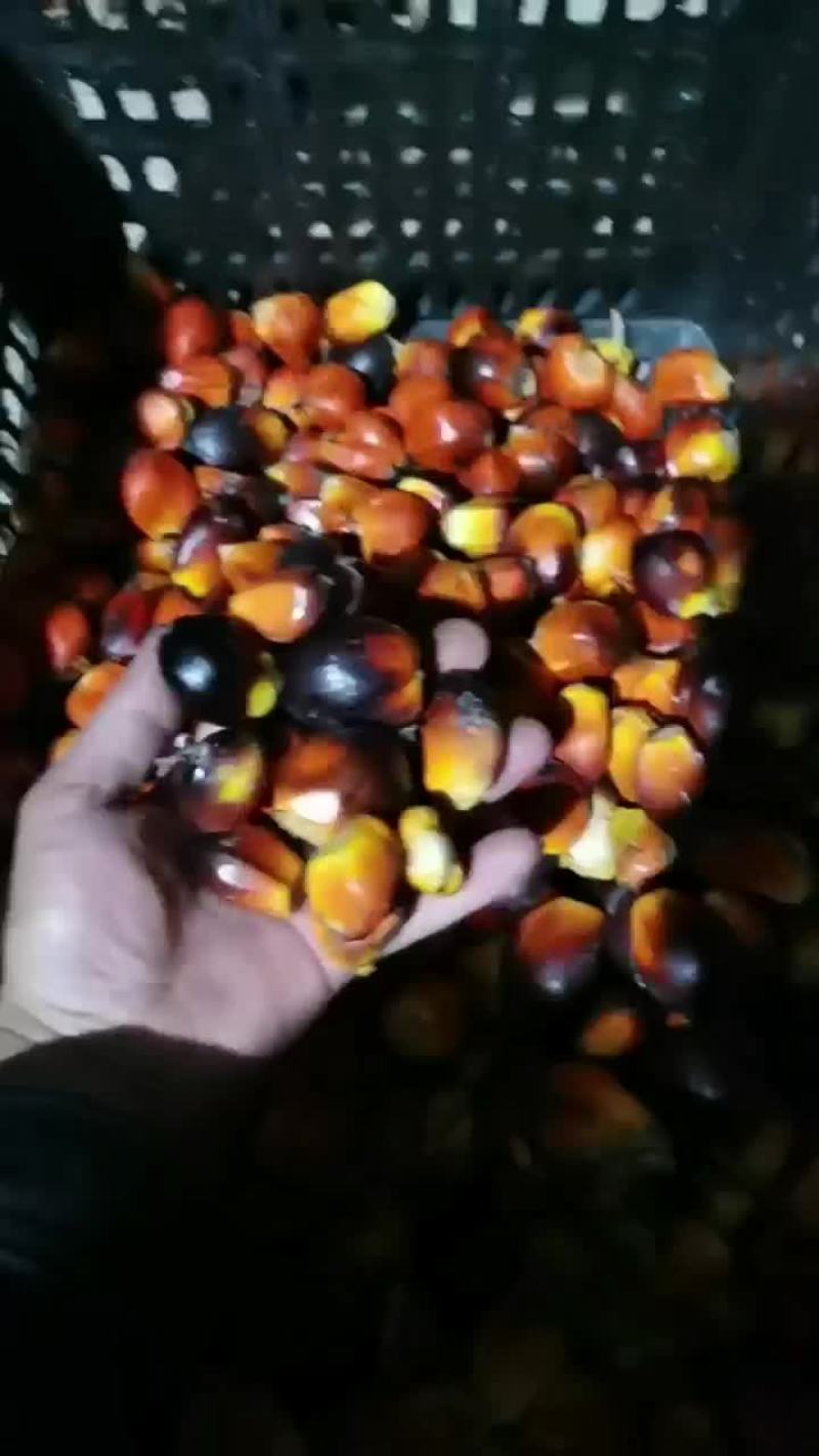 泰国油棕