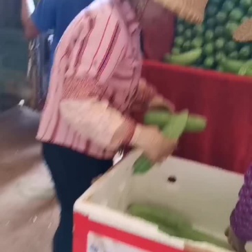 徐闻精品新苗苦瓜