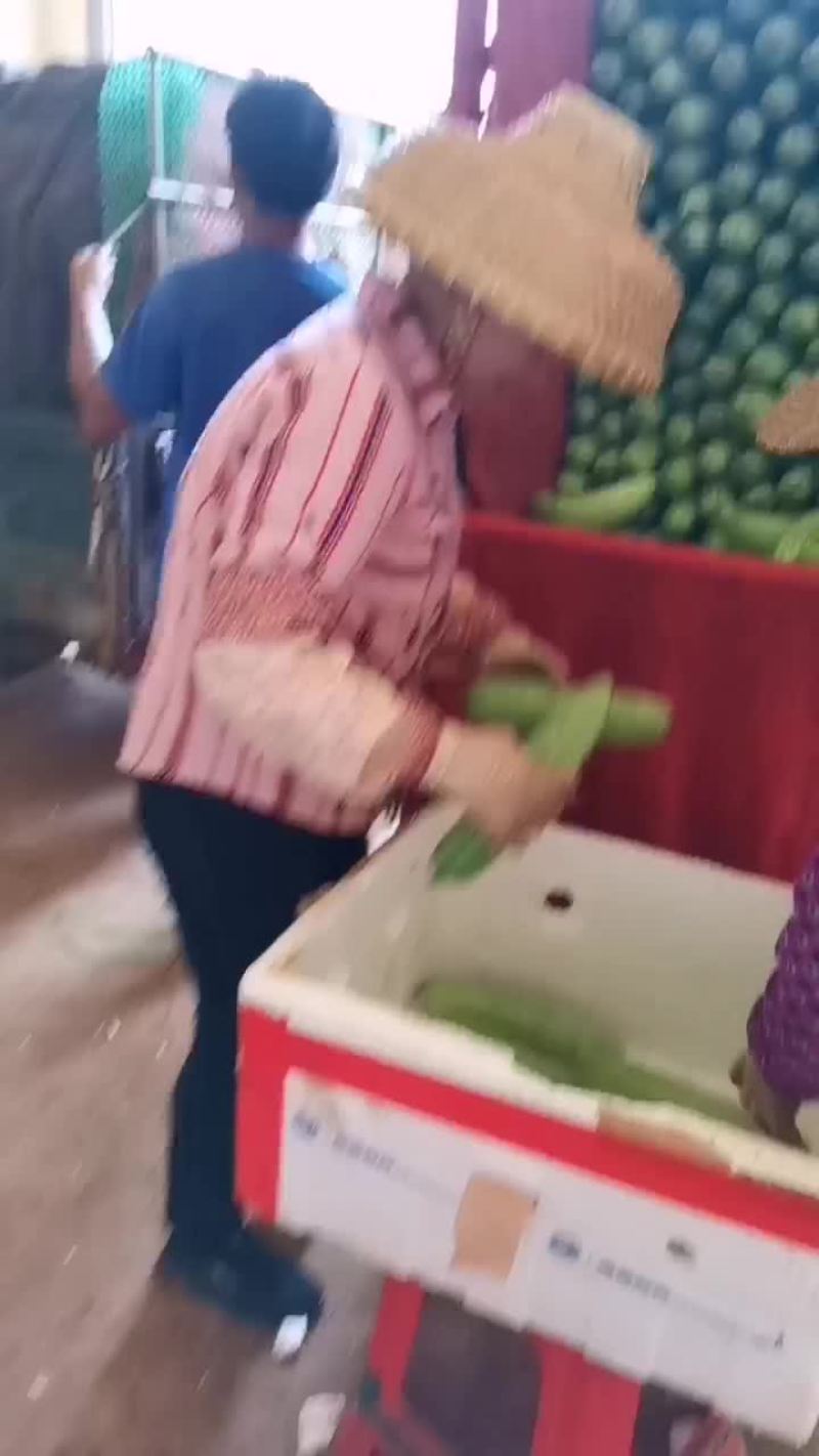 徐闻精品新苗苦瓜