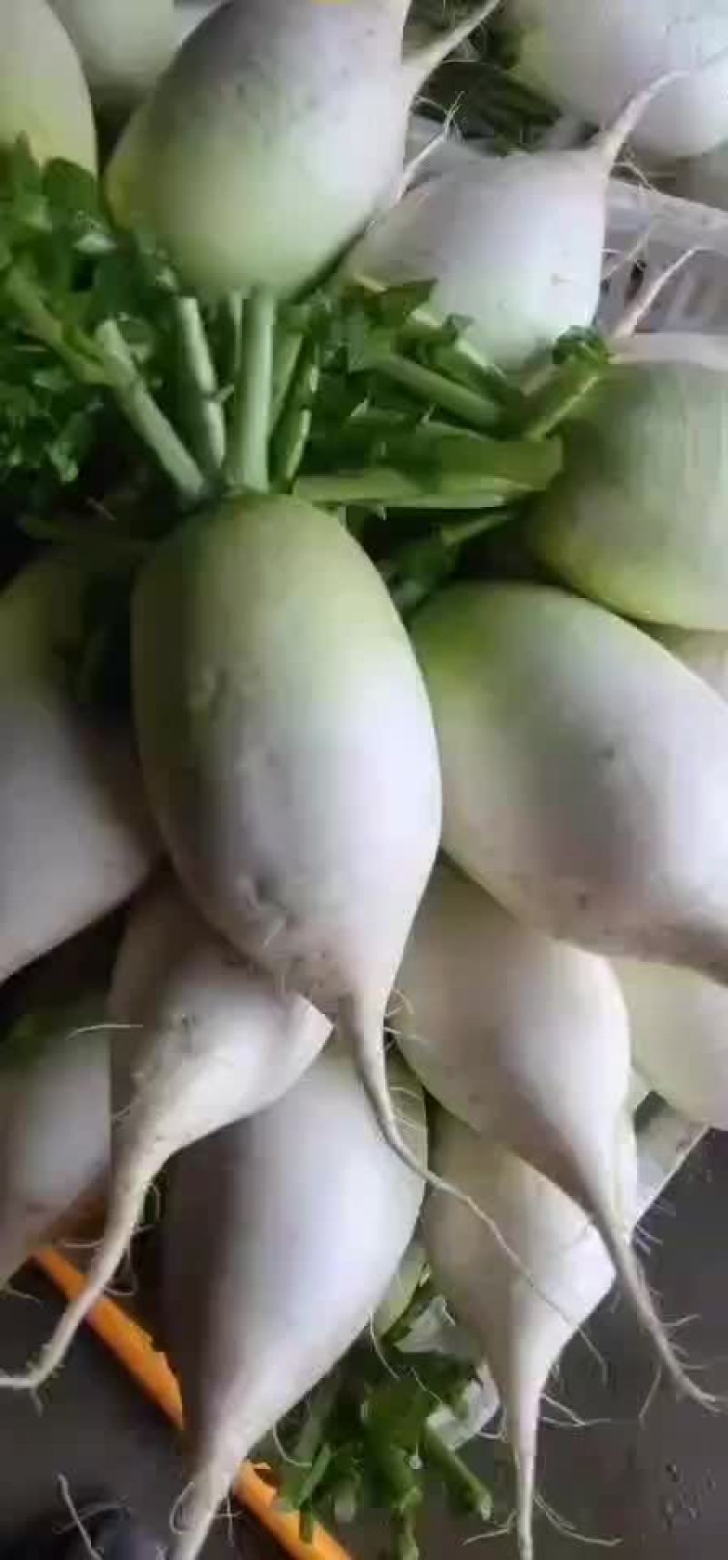 青头萝卜