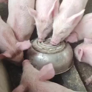 精品猪苗，出售中，要的联系
