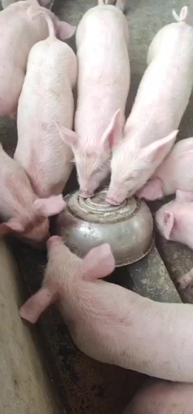 精品猪苗，出售中，要的联系