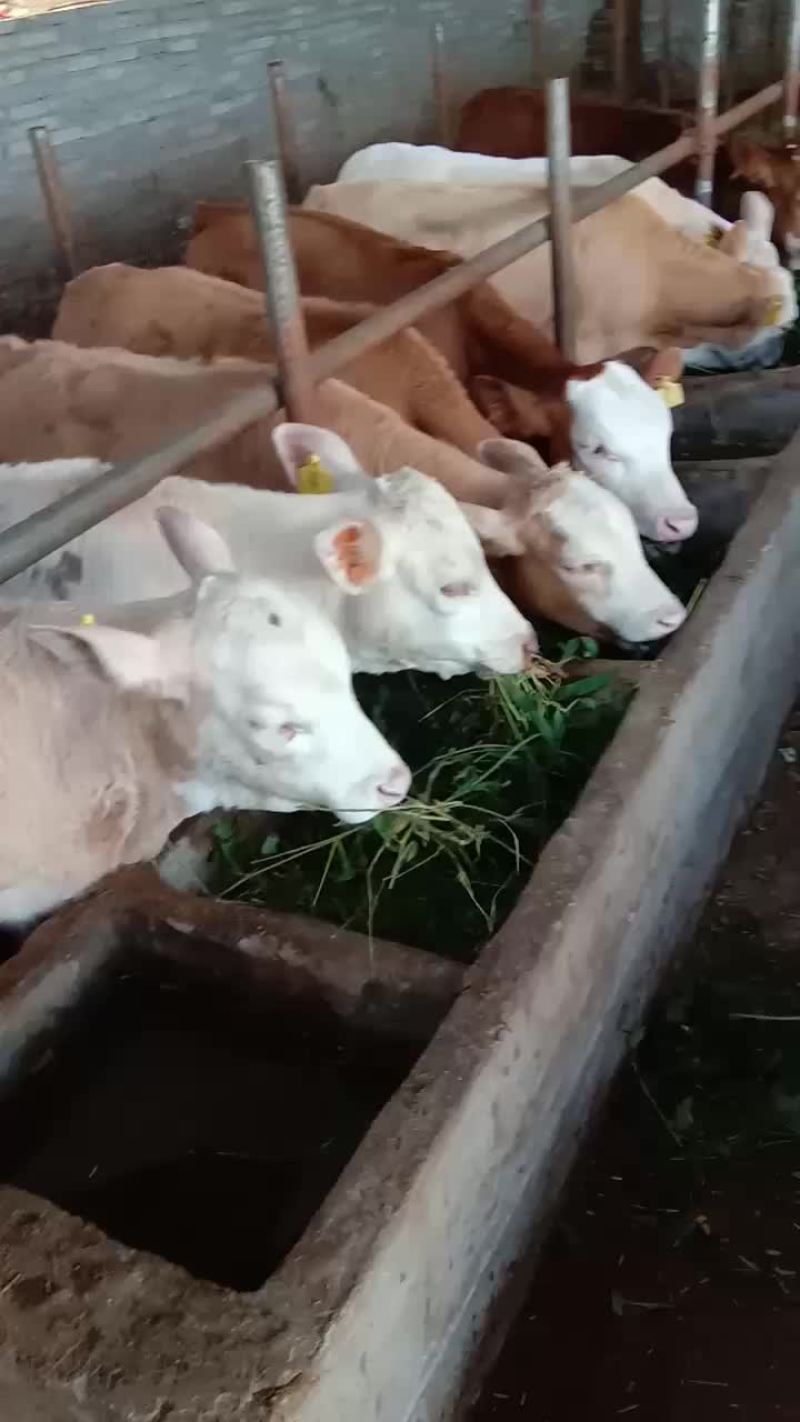 小牛犊