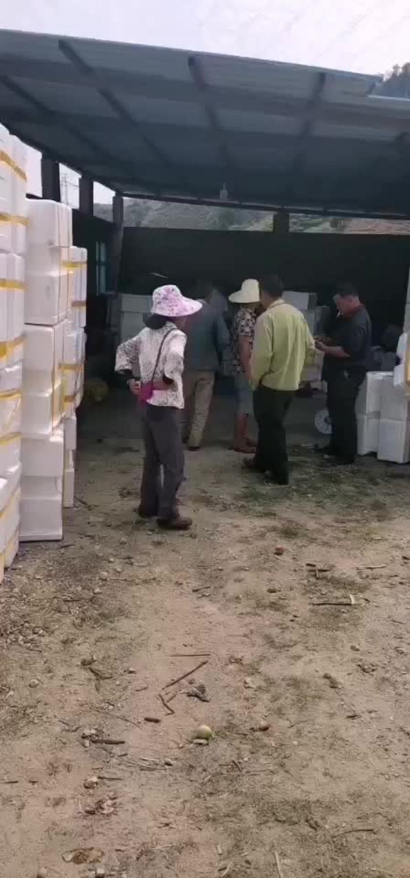 油桃